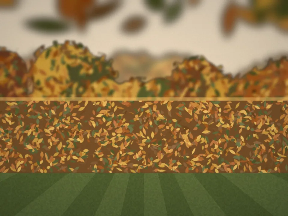 Haie taillée en automne