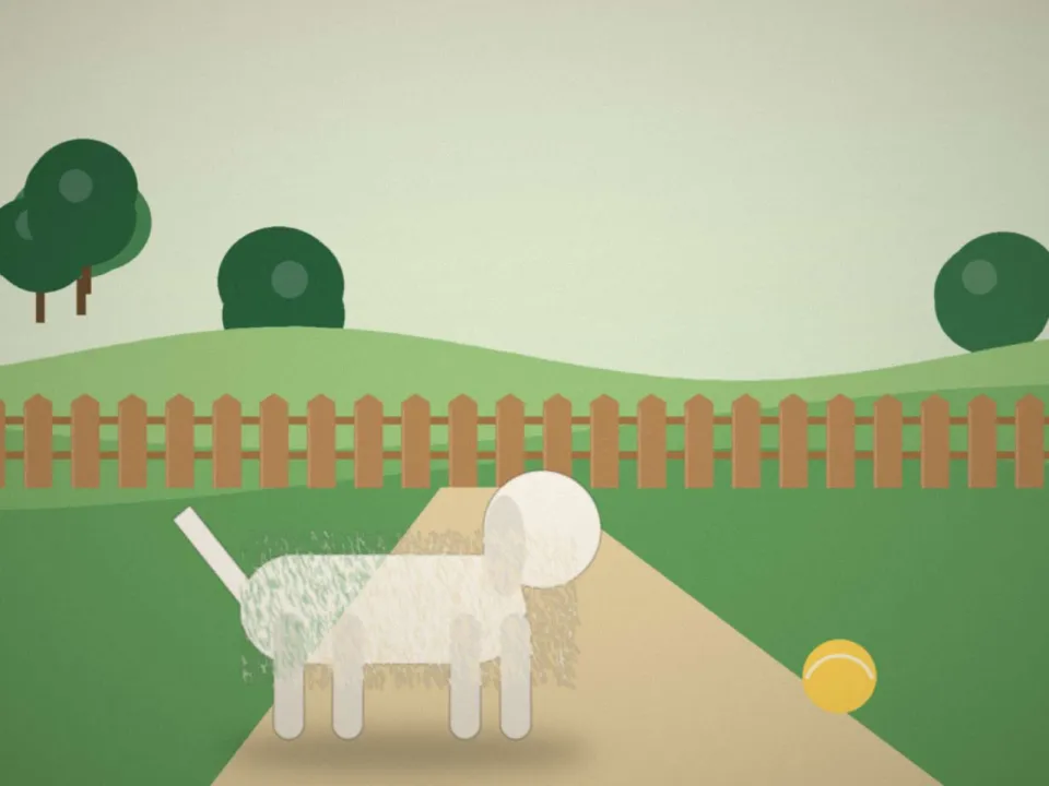 Après : Plume, bichon : de la boule timide au roi de la balle