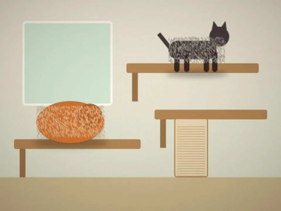 Chats dans la chatterie, sur les étagères près de la fenêtre