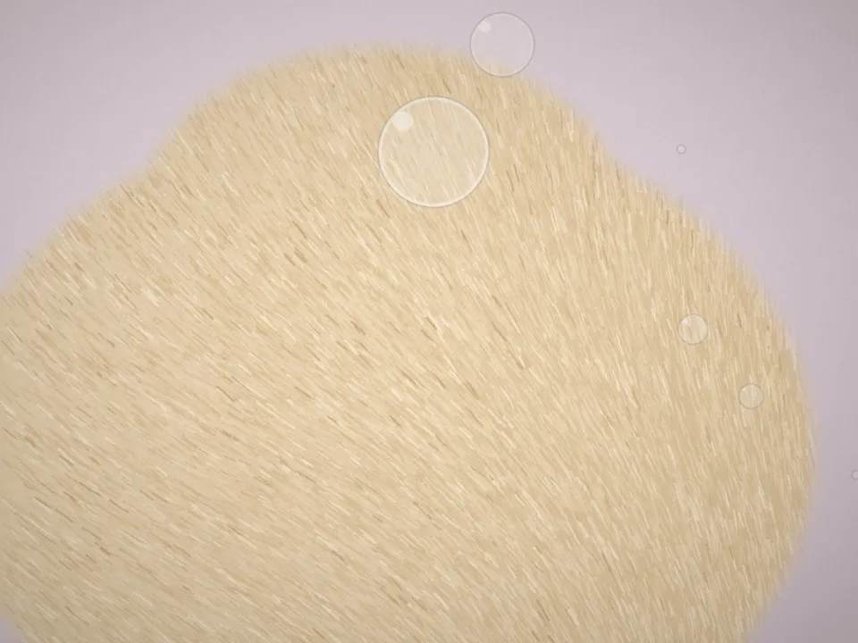 Pelage crème après un toilettage complet